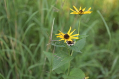 Heliopsis helianthoides