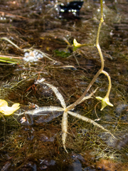 Utricularia inflata