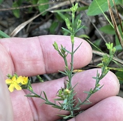 Hypericum drummondii