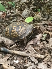Terrapene carolina