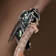 Palaeorhiza reginarum