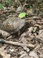Terrapene carolina