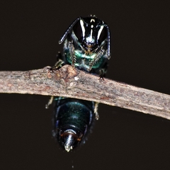 Palaeorhiza reginarum