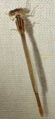 Ischnura
