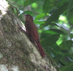 Glyphorynchus spirurus