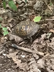 Terrapene carolina
