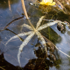 Utricularia inflata