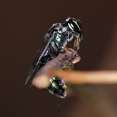 Palaeorhiza reginarum