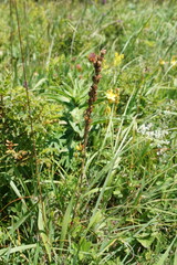 Veronica gentianoides