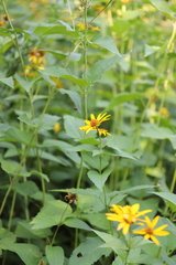 Heliopsis helianthoides