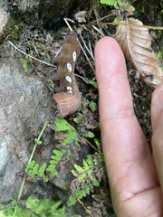 Eumorpha pandorus
