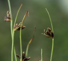 Cyperus pannonicus