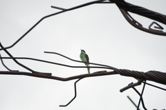 Merops viridis