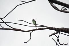 Merops viridis