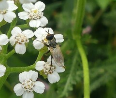 Thecophora