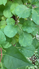 Celastrus orbiculatus