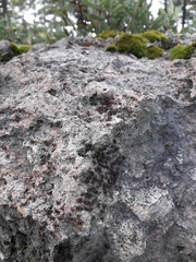 Cerastipsocus trifasciatus