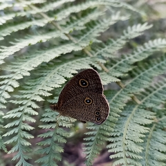 Ypthima nikaea