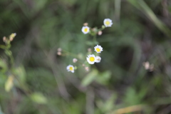 Erigeron