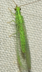 Pseudomallada