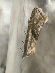 Cochylimorpha straminea