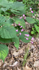 Hylodesmum glutinosum