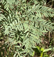 Tephrosia virginiana