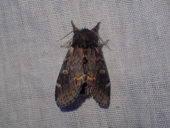 Notodonta dromedarius