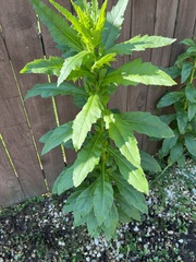 Erechtites hieraciifolius