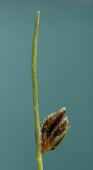 Cyperus pannonicus