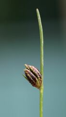 Cyperus pannonicus