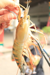 Macrobrachium rosenbergii