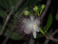 Barringtonia asiatica