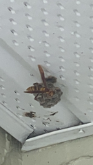 Polistes major major
