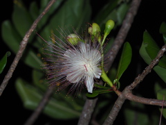 Barringtonia asiatica
