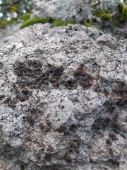 Cerastipsocus trifasciatus