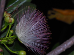 Barringtonia asiatica