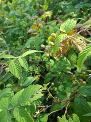 Rubus caesius