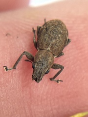 Pantomorus cervinus