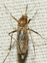 Aedes caspius