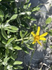 Senecio arniciflorus