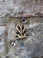 Euplagia quadripunctaria