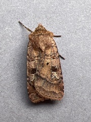 Diarsia rubi