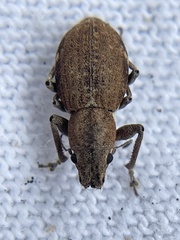 Pantomorus cervinus