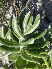 Senecio arniciflorus