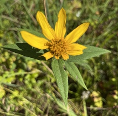 Helianthus hirsutus