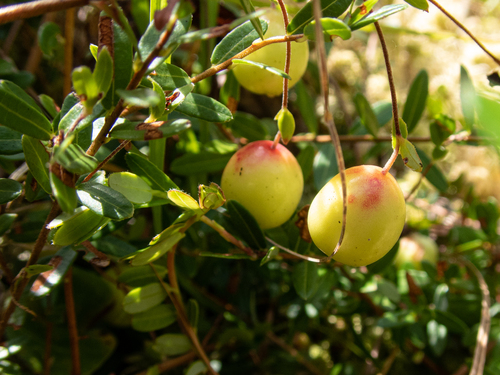 American Cranberry