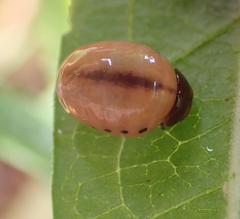 Labidomera clivicollis