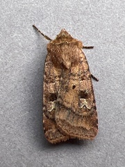 Diarsia rubi