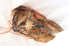 Macrobrachium rosenbergii